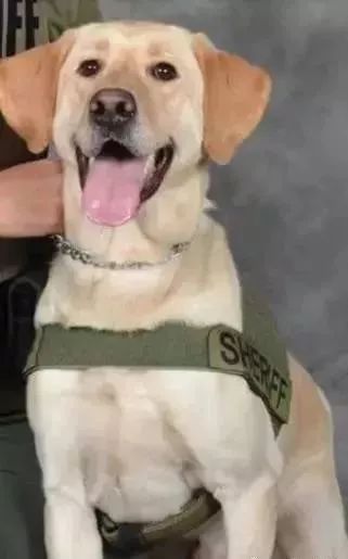 缉毒犬会染上毒瘾吗知乎文章,缉毒犬染上毒瘾怎么办