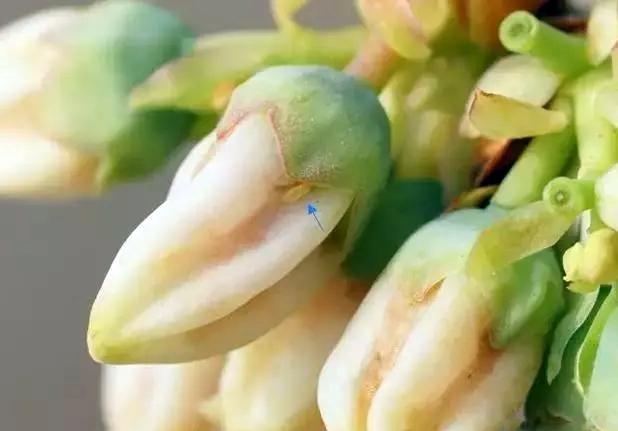 蓝莓树日常养护用什么药预防虫害,蓝莓蓟马虫害叶片症状