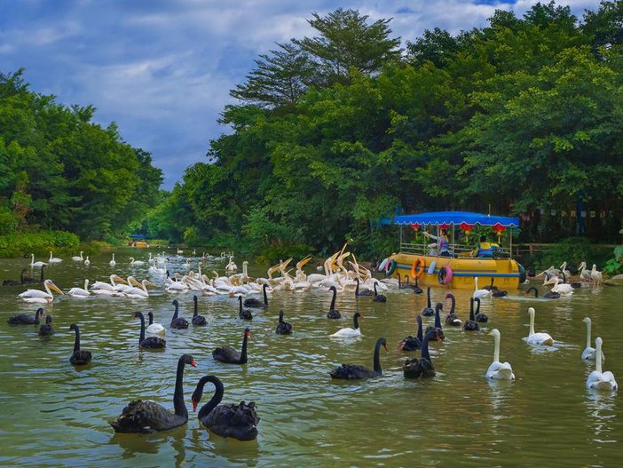 长隆飞鸟乐园湿地精灵,长隆飞鸟公园一日游攻略