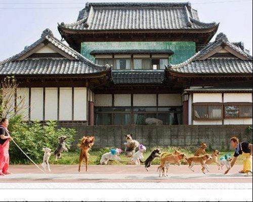 世界上最真实的小宠物图片,世界上最牛的小宠物图片