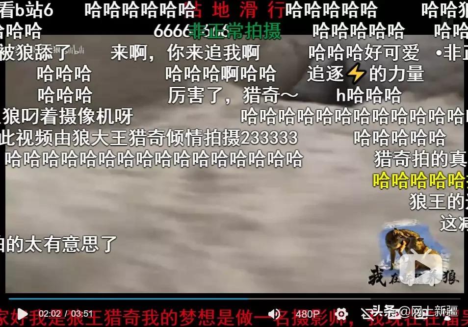 这位“女汉子”在*疆新**，把狼养成了哈士奇，就是经常揍狼的那个