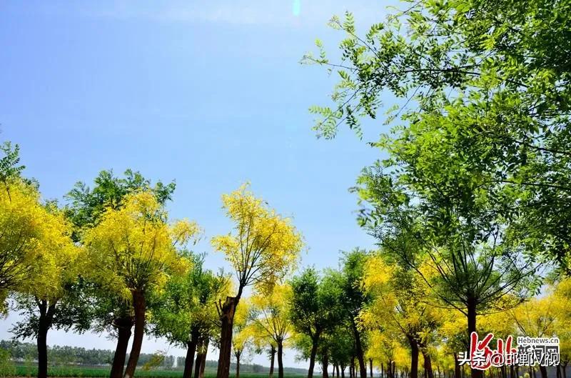 邯郸自驾游看花十大排行榜,石家庄48条春观花旅游线路