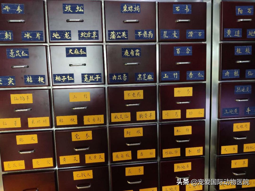 猫肥厚型心肌病的预防措施,猫肥厚型梗塞性心肌病