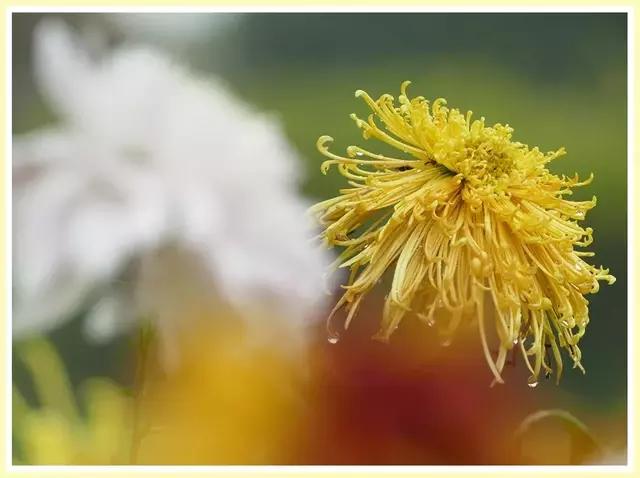 魔都赏花旅游攻略,魔都春季赏花好地方