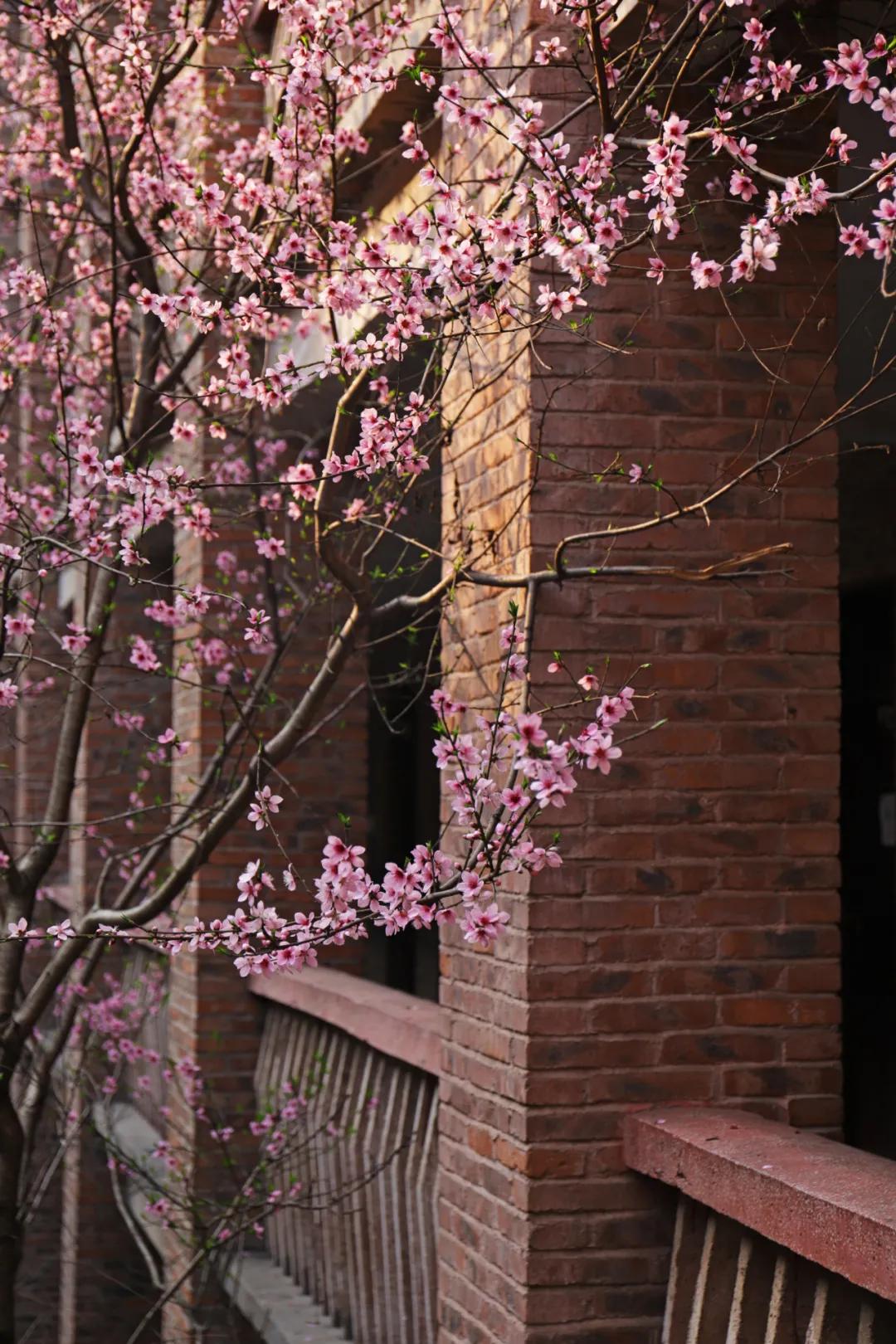 迎接校园里的百花齐放,教室窗外百花齐放