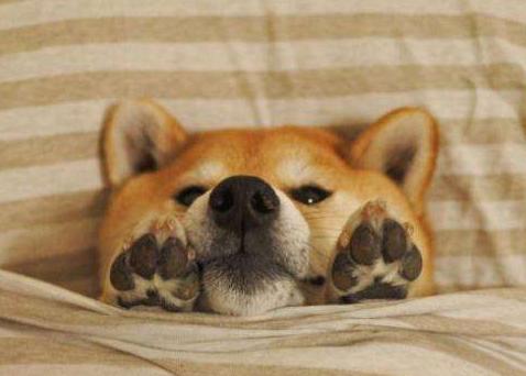 如何照顾好发情的狗狗？做好5点，狗狗身体更健康！