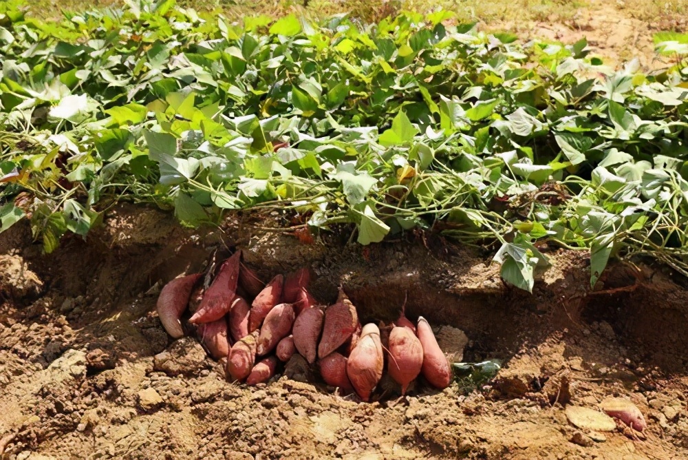 天热红薯怎么栽高产视频,高温天气怎么种红薯好