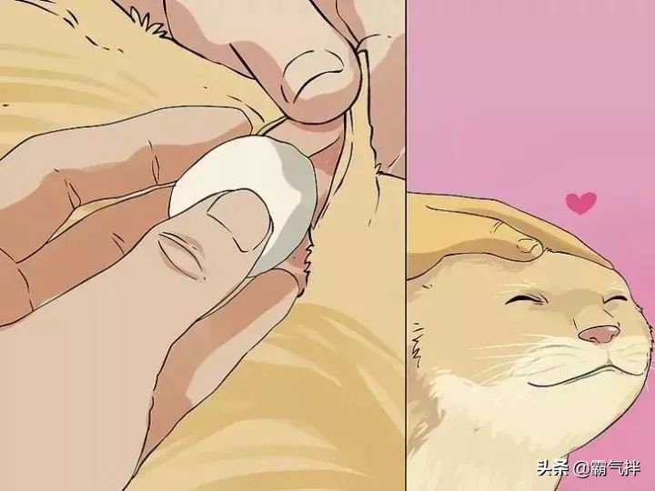 主子的耳朵脏了怎么办？教你正确的清理耳道的方法