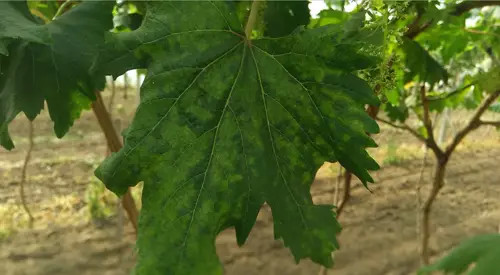 葡萄药害的原因和防治,葡萄药害的缓解和补救措施