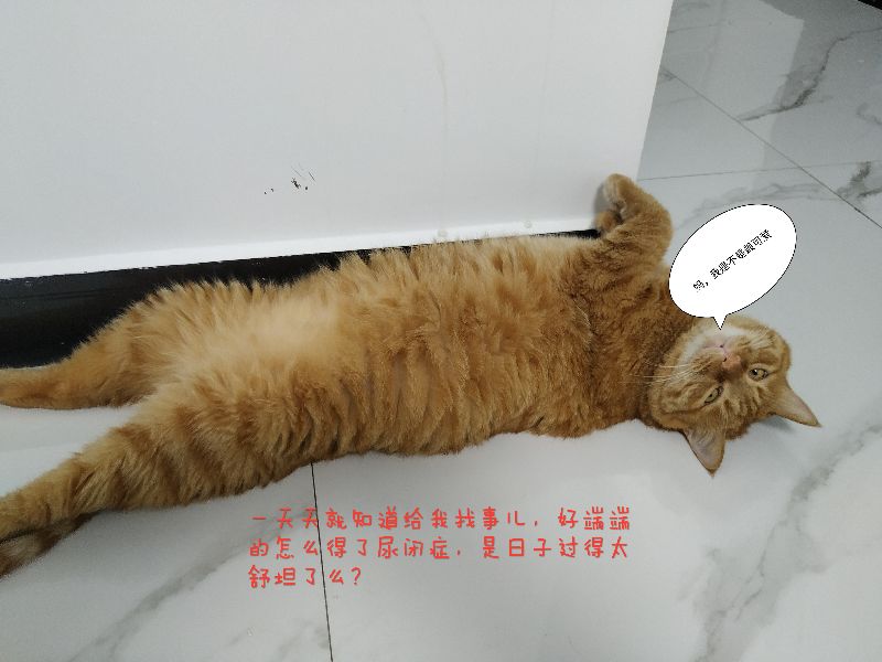 公猫尿闭症怎么解决,怎么知道猫咪有没有得尿闭症