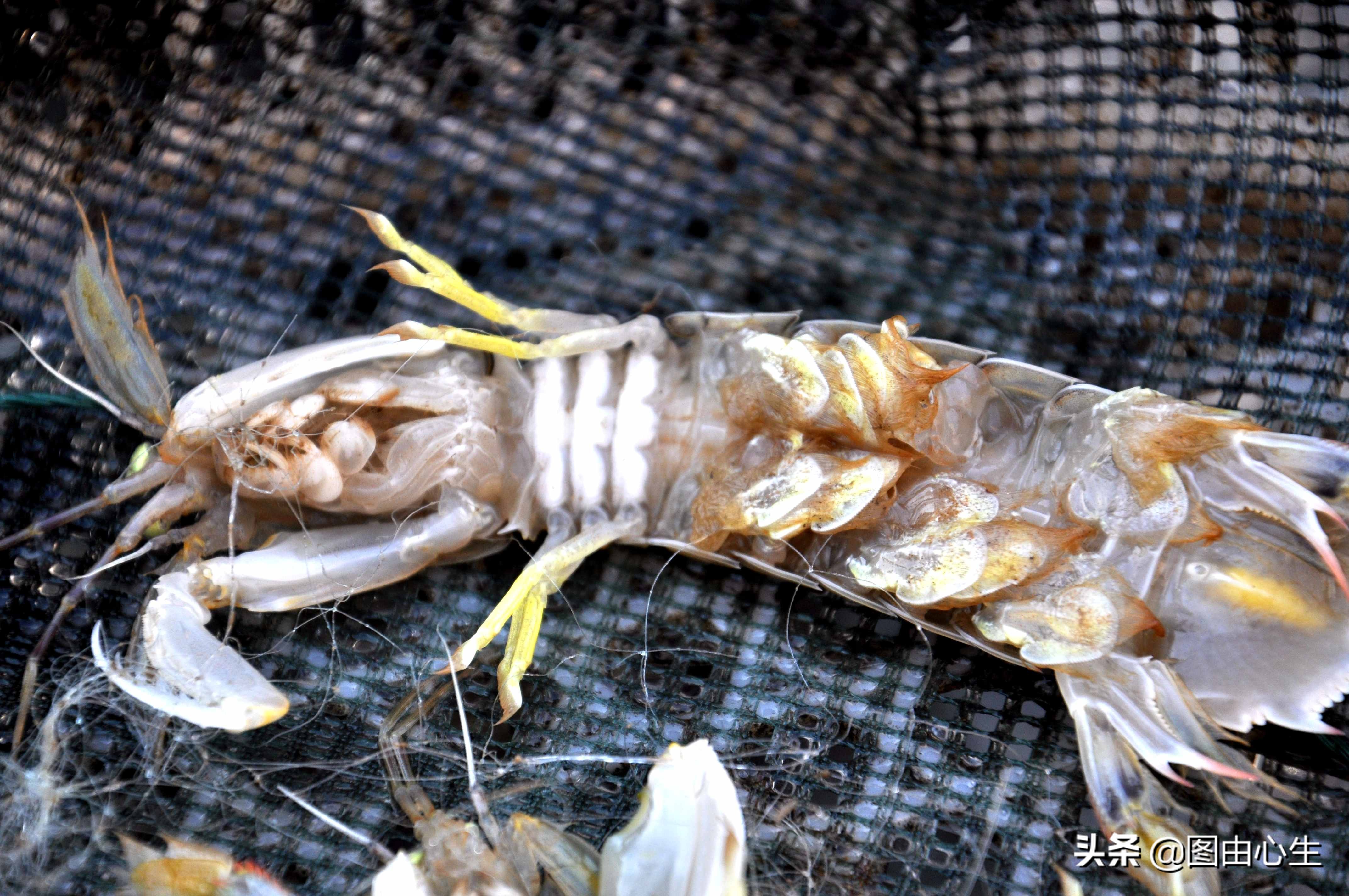 青岛虾爬子80一斤,山东青岛虾爬子价格