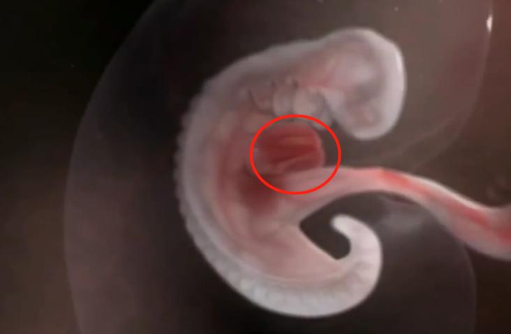 胚胎发育图1-40周孕妇,胎儿在子宫发育全过程