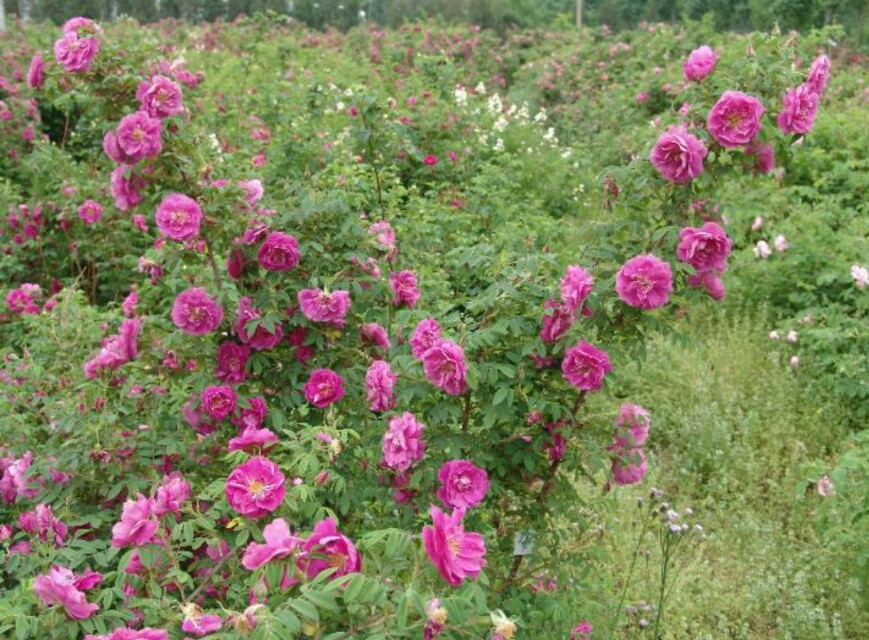济南几大怪,济南十大怪事件