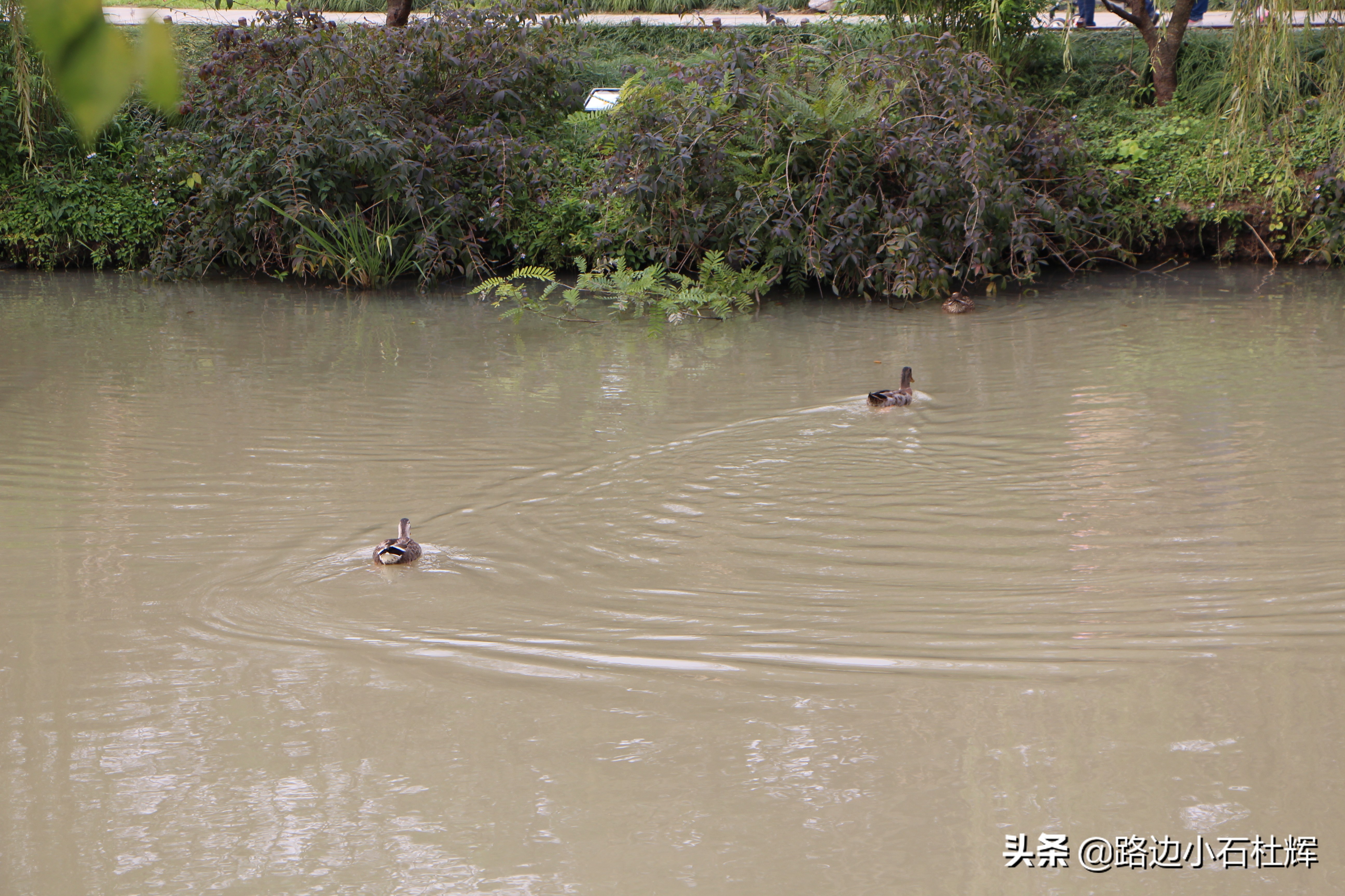 扬州瘦西湖之行,扬州瘦西湖游一圈