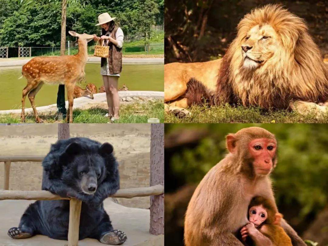 东南花都花博园全新升级鹿岛公园,东南花都花博园导览图