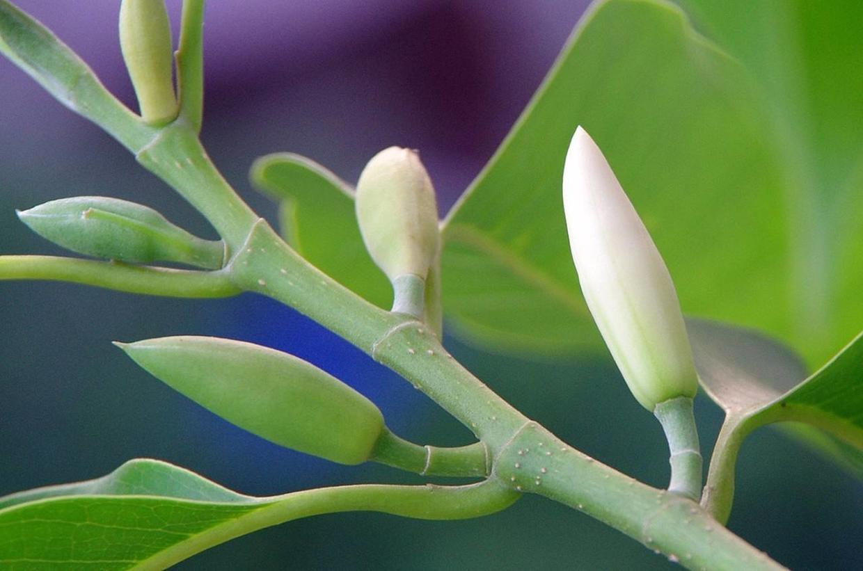 南方好养又勤花又香的兰花,好养又好看又香的兰花品种