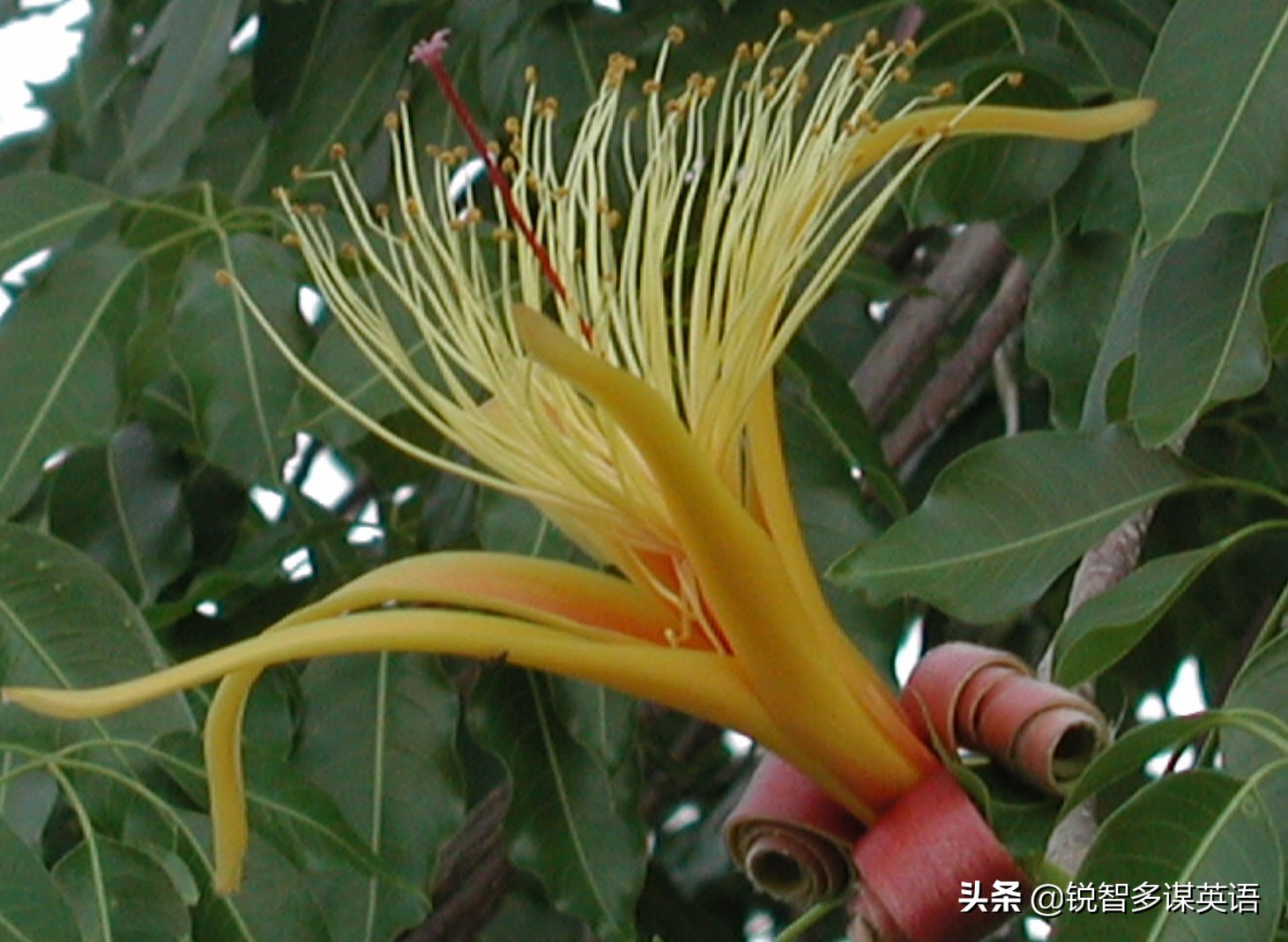 泰戈尔诗选吉檀迦利每章概括,泰戈尔吉檀迦利获得什么奖