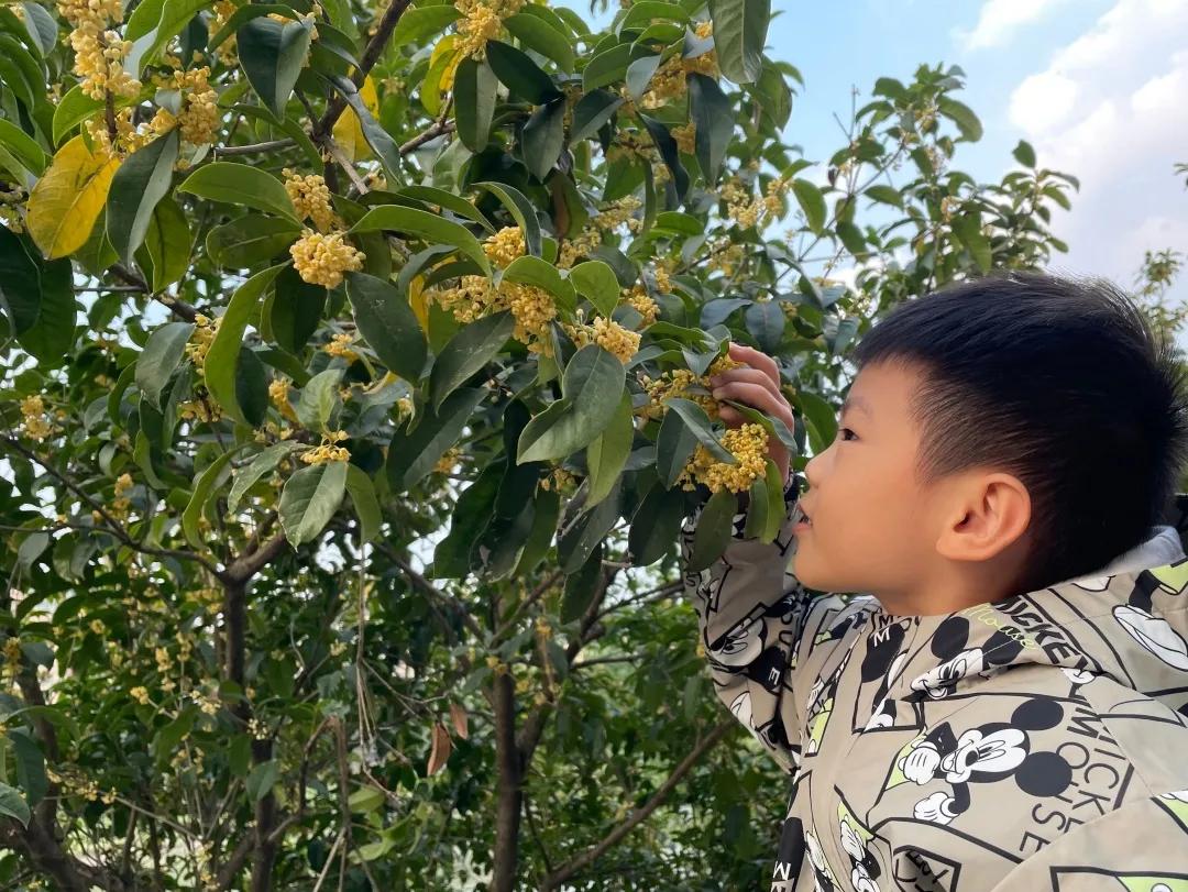 最美的风景美丽的校园,最美的风景就是校园