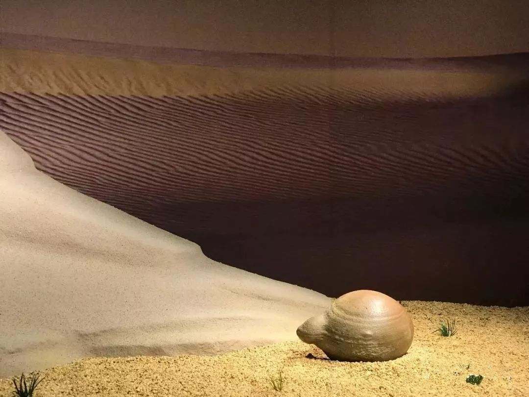 深圳红立方奇石展馆——城市中的一片自然