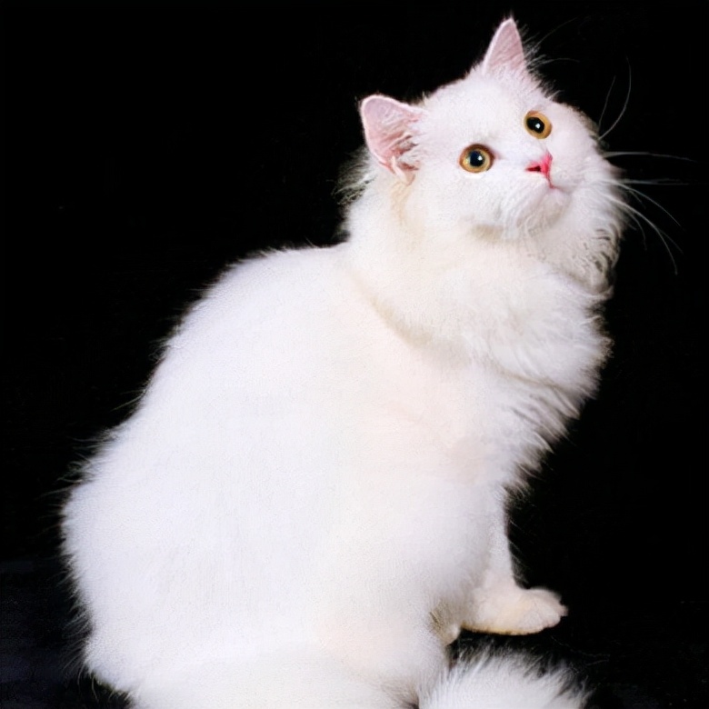 中华田园狮子猫多少钱一只,中华田园猫狮子猫蓝色眼睛