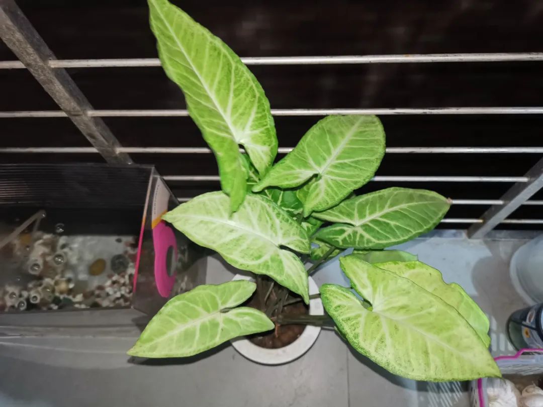 水培合果芋怎么修剪,合果芋水培根系发达吗