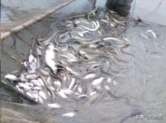 鱼塘放鸡粪为什么钓不到鱼,鱼塘里的鱼反复钓为什么不受伤