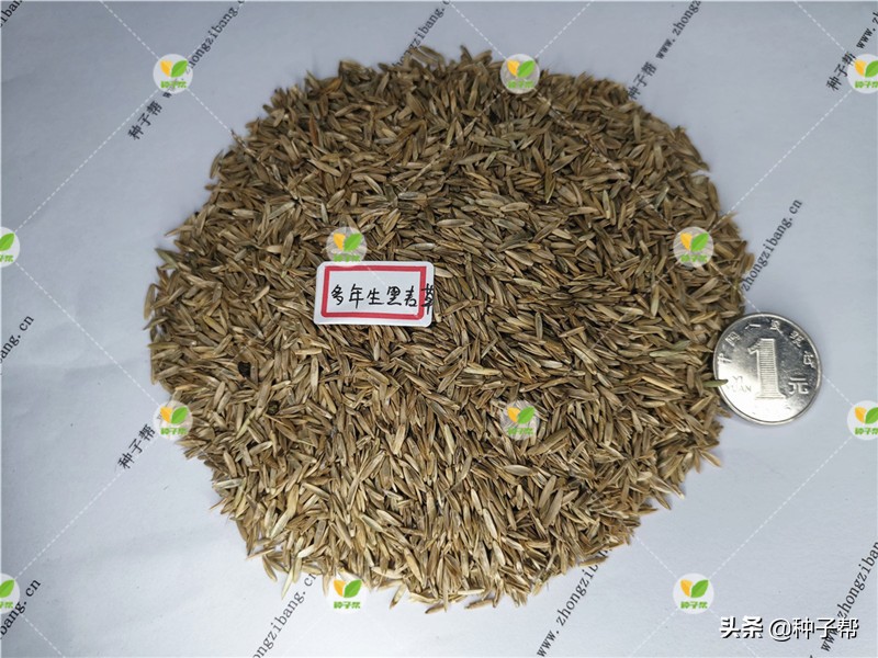 混播草坪哪种最好,什么草坪品种适合混播