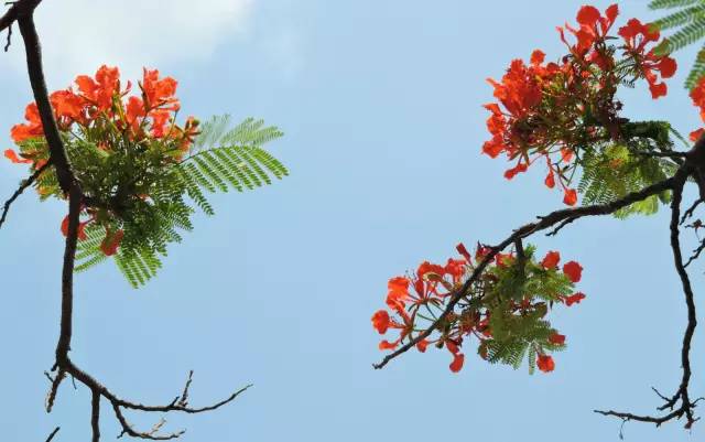 毕业季的凤凰花和栀子花,毕业季凤凰花开的时候