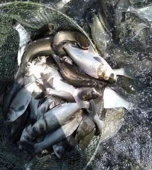 蓝藻爆发最佳治疗方法,蓝藻的最佳防治方法