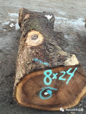 美国硬木干货价格,北美硬木排行