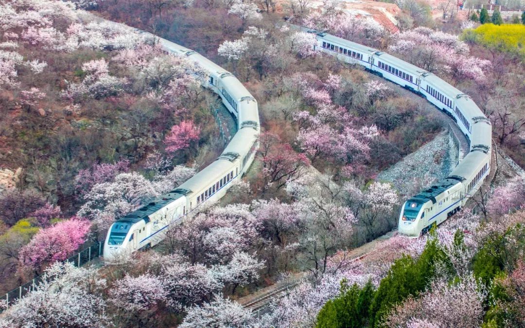 太美了开往春天的列车,这些开往春天的列车简直美呆了