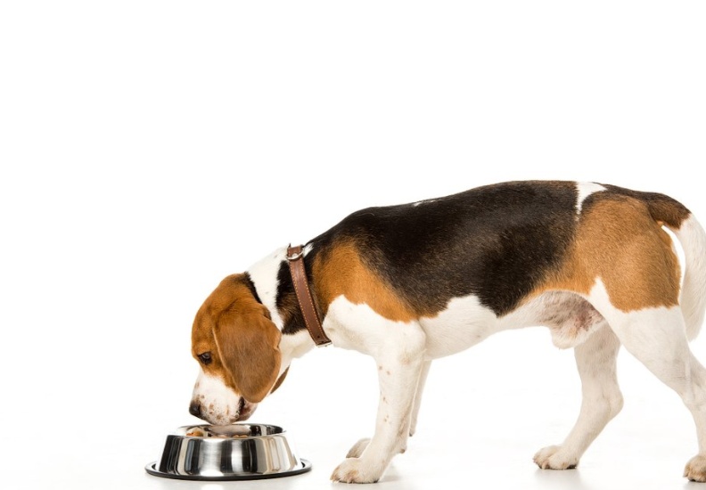 影响狗狗体型的主要因素是什么,影响狗狗美貌的常见皮肤病