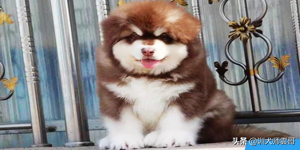 怎么挑选狗狗幼犬健康,怎样挑选土狗幼犬看家才厉害