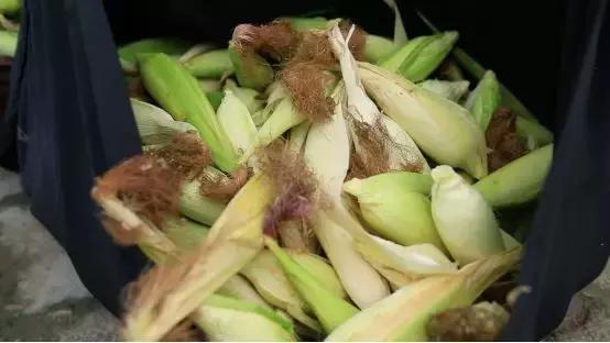 广西玉米种子哪个品种高产,玉米种子要选好