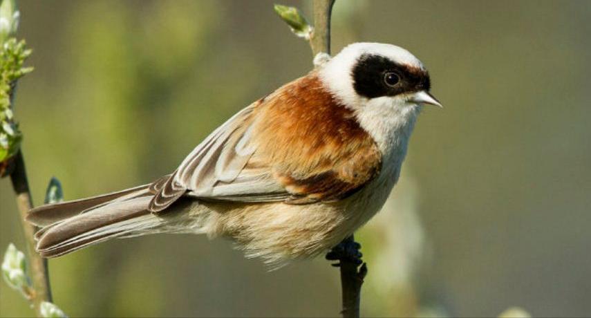 东江揽胜,惠州淡水常见鸟类图谱