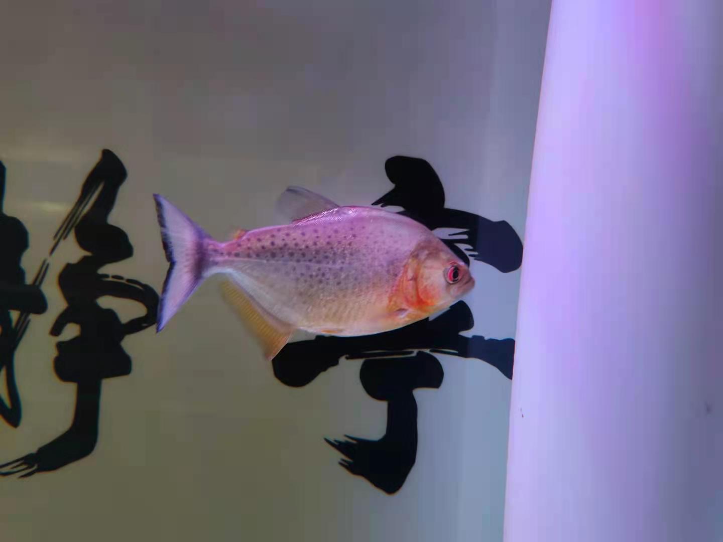 硝化细菌的正确使用方法,硝化细菌在什么情况下使用最合适