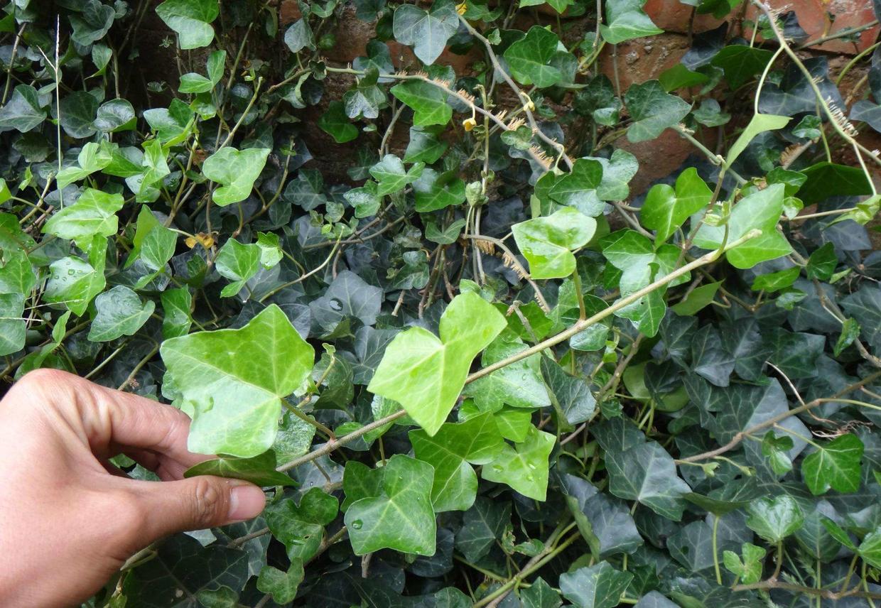 常青藤哪种好养,常青藤到底怎么养