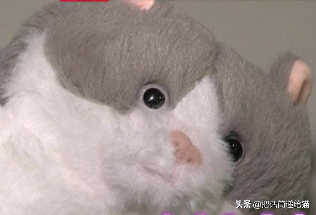 日本网红猫包,日本网红猫咪包