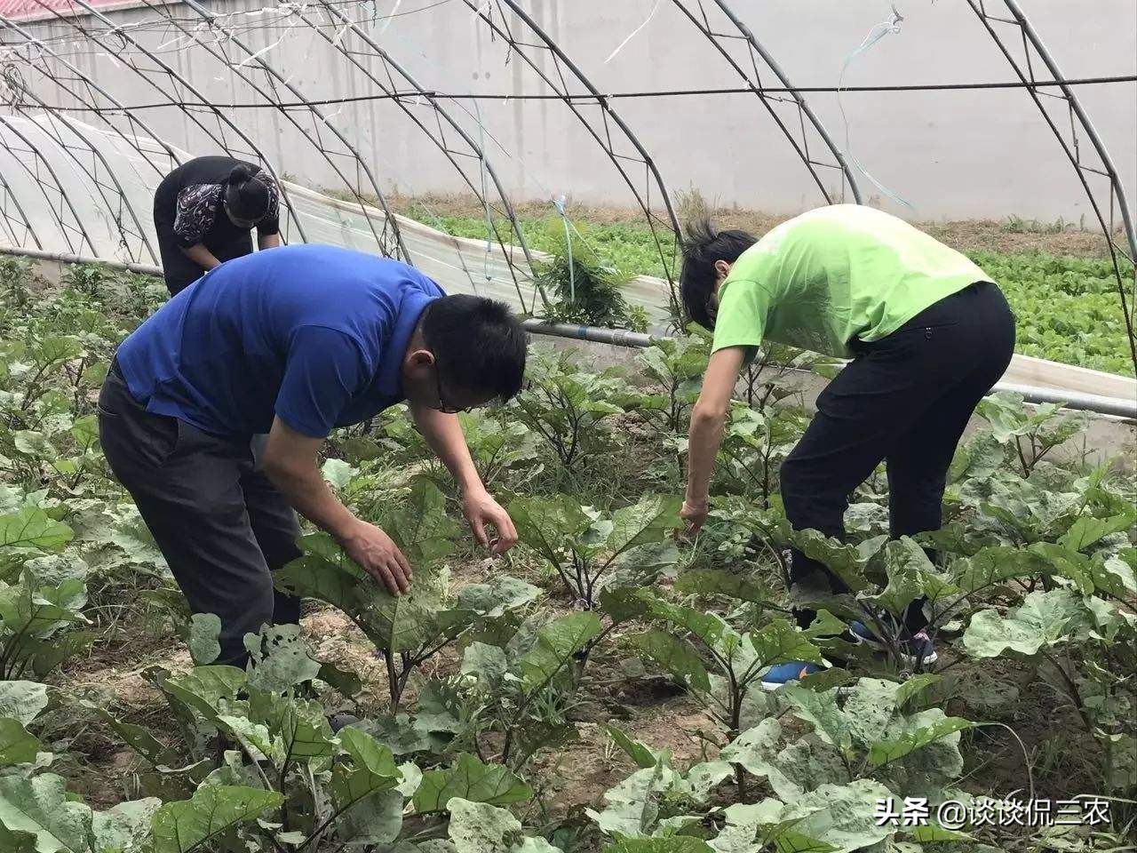 青菜长虫不用农药什么方法解决,青菜容易招哪些虫子