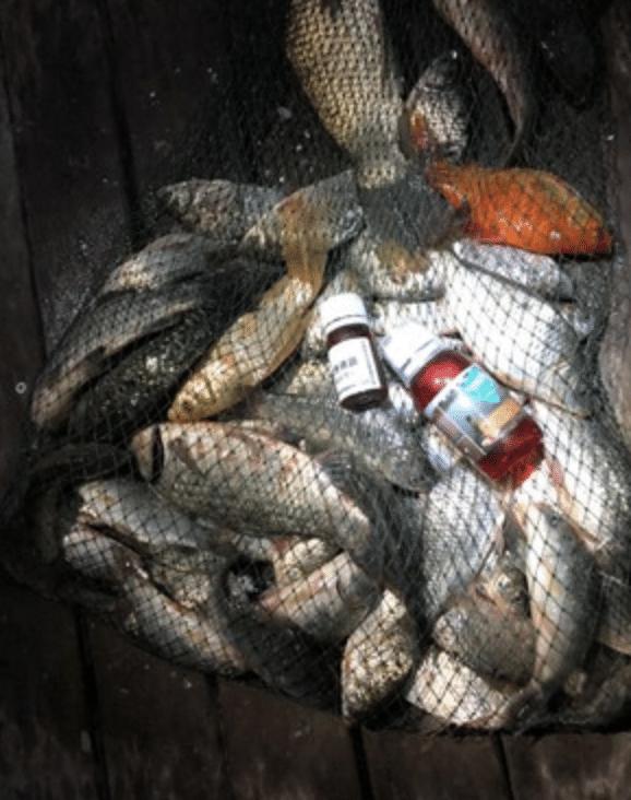 用蚯蚓钓鱼怎么样才上鱼快,用蚯蚓钓鱼如何快速上鱼