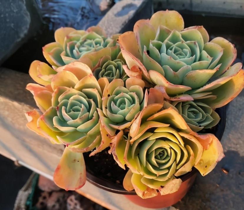 碧桃多肉夏季怕晒不,冬天养的多肉怎么不长新芽