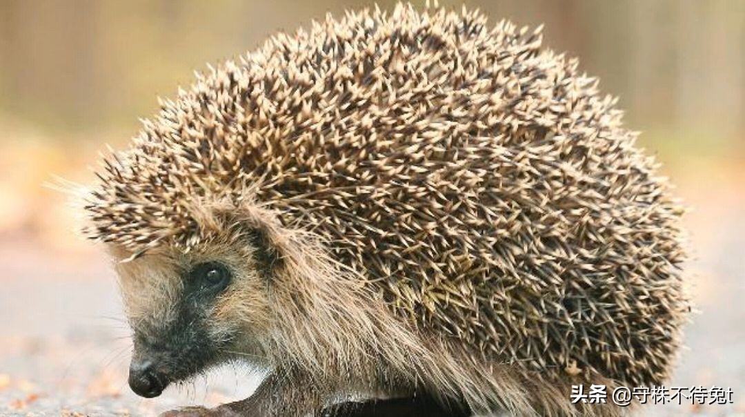 母刺猬会不会扎小刺猬,刺猬会不会生小刺猬
