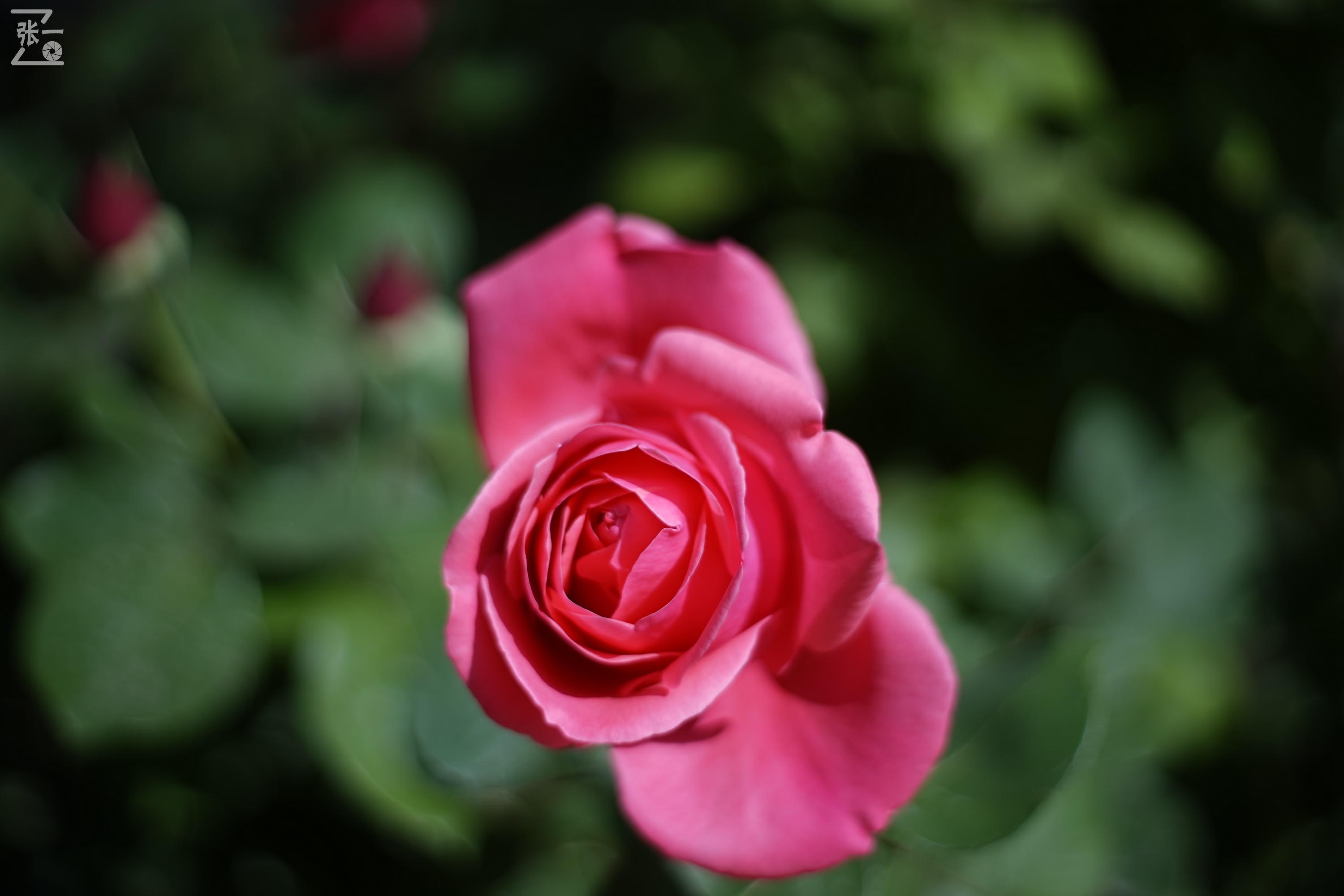 凤凰国产50mm镜头,凤凰索尼e口镜头