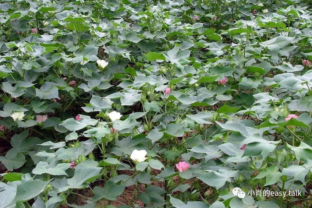 三件套水洗棉面料知识,面料三维视频