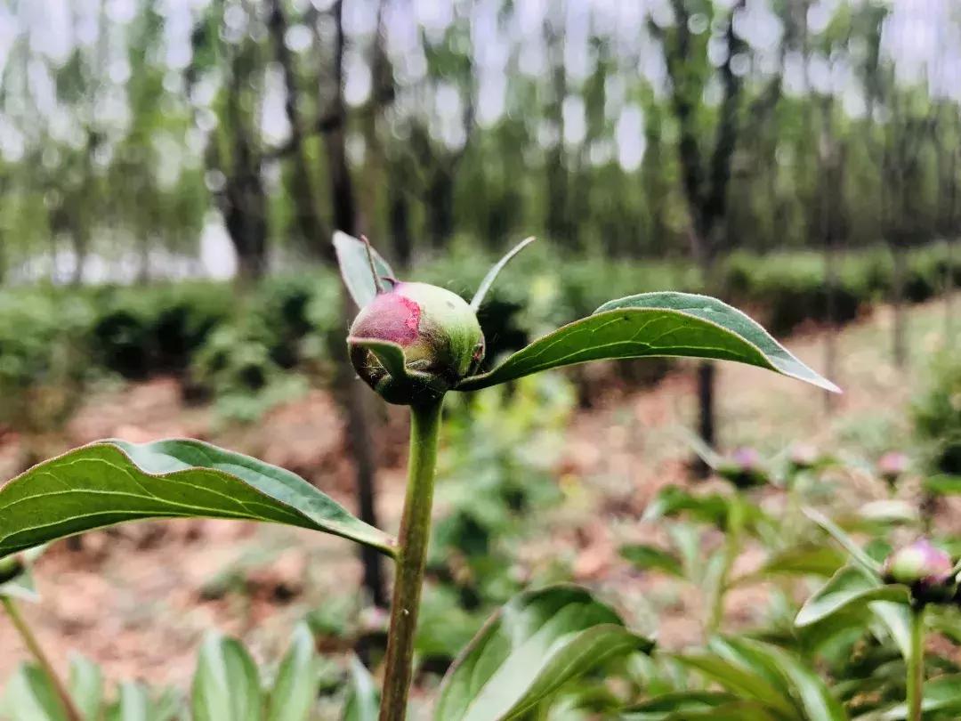 邯郸太行药王谷邀请您~相约五月花神