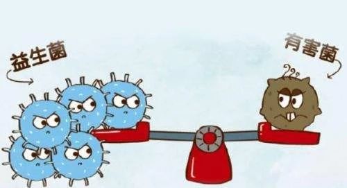 猫吃哪款益生菌比较好,猫用益生菌和人用的益生菌