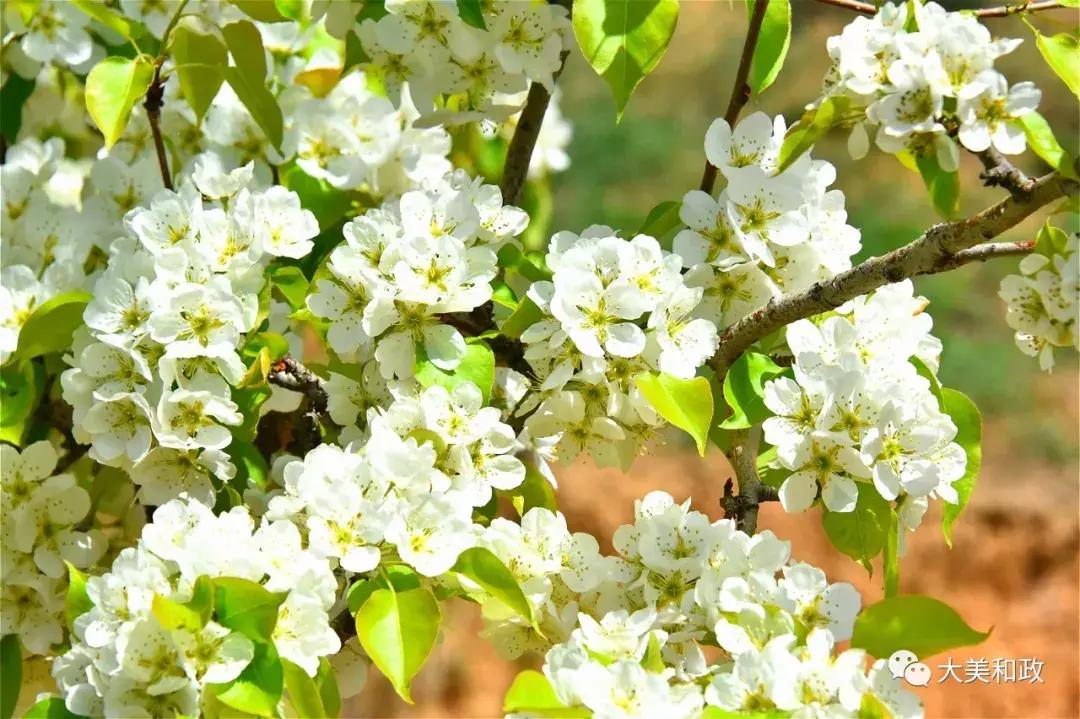 绿色和政春深夏浅风光好山美花浓待君来