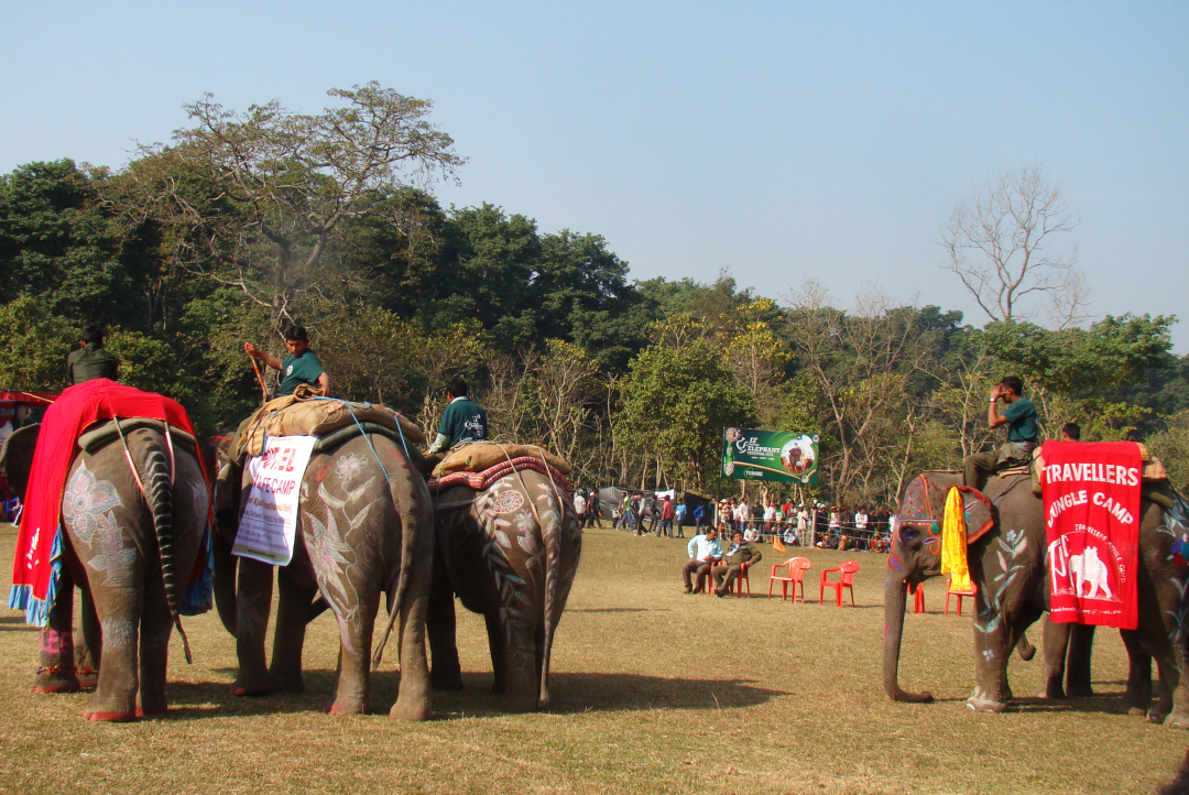 大象足球大赛,大象足球赛