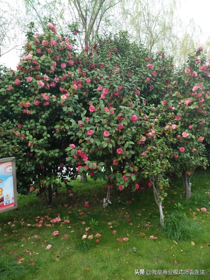 合气道有招式吗,合气道发力