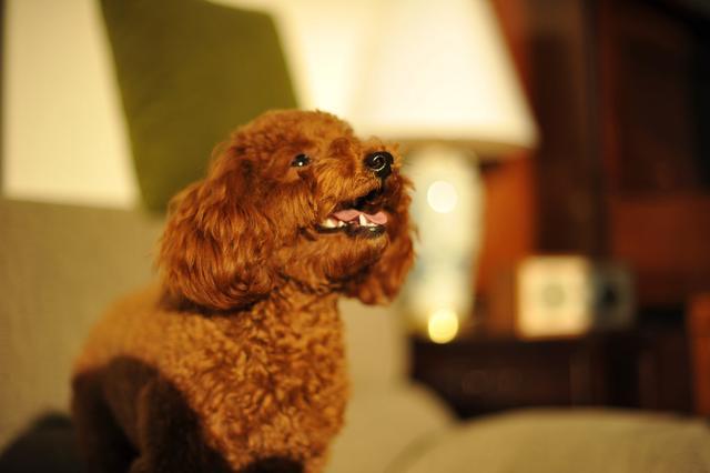 泰迪躲着你怎么办,泰迪黏主人